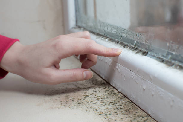 Best Mold-Related Health Consultation  in New Carlisle, IN