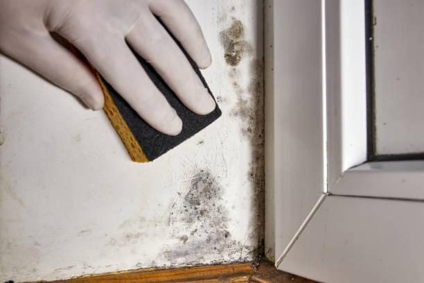 Best Black Mold Removal  in New Carlisle, IN