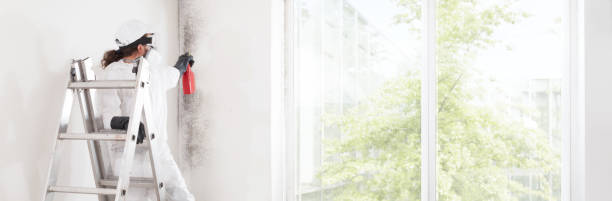 Mold Documentation for Insurance Claims in New Carlisle, IN
