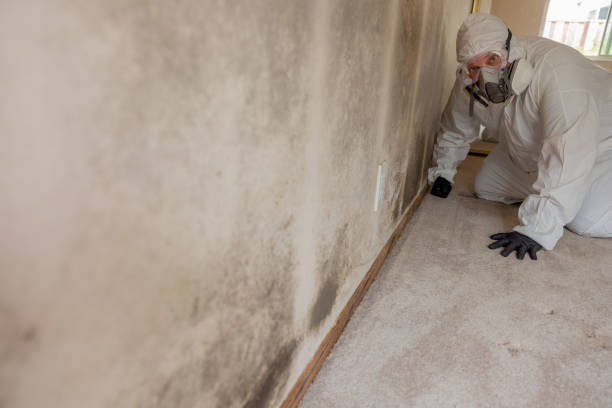 Best Residential Mold Inspection & Testing  in New Carlisle, IN