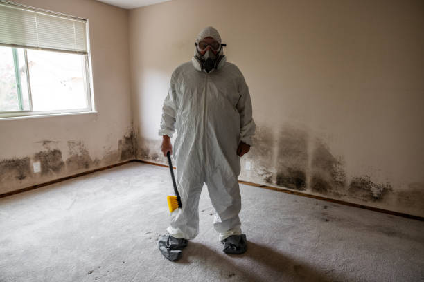 Best Black Mold Removal  in New Carlisle, IN